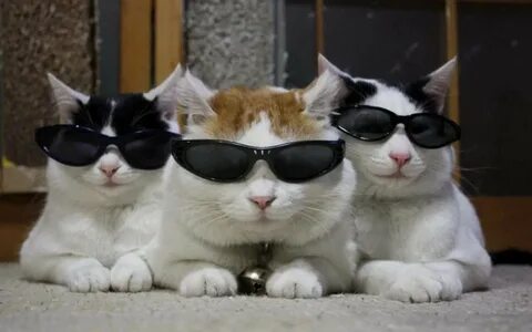 cats on vacation - playing it cool Image - ID: 291016 - Imag