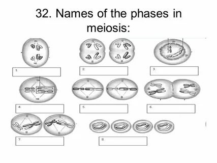 Phases Of Meiosis Worksheets Answers