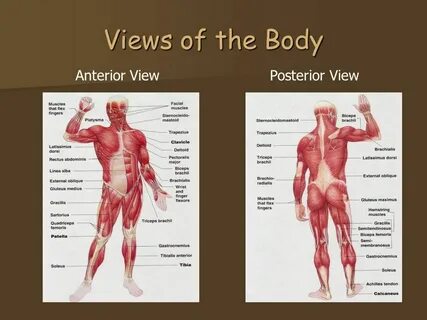 Muscles Anterior Full Body Diagram / Muscular System Learn M