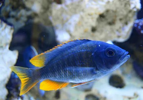 Copadichromis (Kadango) Red Fin Borleyi Cichlid Copadichromi