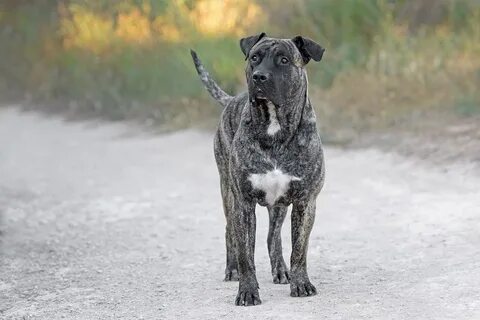 Perro de Presa Canario Dog Breed Info: Pictures, Traits & Fa