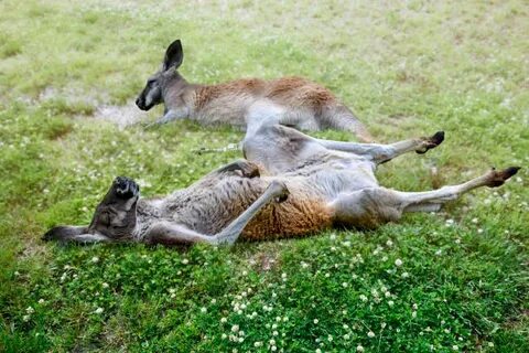 Pics For Kangaroo Lying Down Grass - Сток картинки - iStock
