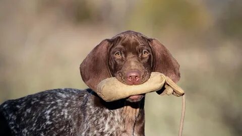 German Shorthaired Pointer Chocolate Lab Mix Puppies : 27 be