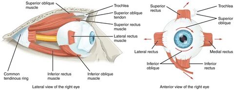 Sensory Perception