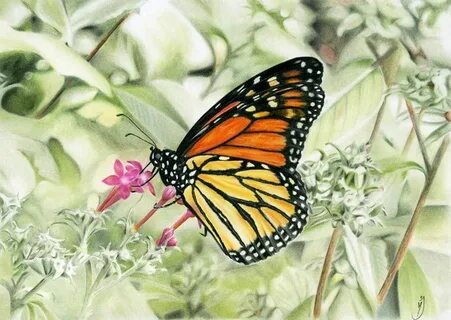 the Monarch * MaryJaneFineArt Colored Pencil Drawings & Tuto