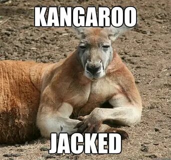 22 Very Most Funny Kangaroo Pictures - Funnyexpo