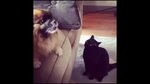 Cat moment GIF - Find on GIFER