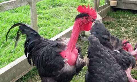 Scientists reveal why the Transylvanian naked neck chicken s