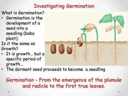 Lesson 3B - Investigating Germination - ppt download