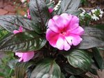 Pictures Of Impatiens Flowers #99DEGREE