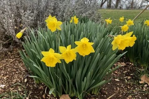 Daffodils and Jonquils - Narcissus sp. Thomas Jefferson's Mo