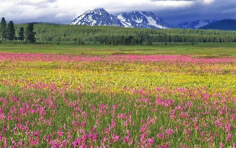 Wallpaper : landscape, field, tundra, plateau, steppe, wetla