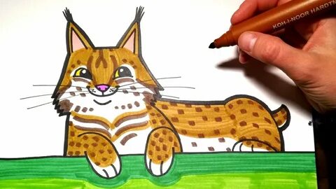 HOW TO DRAW Lynx - coloring with markers - YouTube