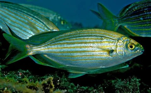 Salema (Sarpa salpa) adriaticnature