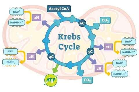 Krebs Cycle Mnemonic 10 Images - Krebs Cylcle Trick How To R