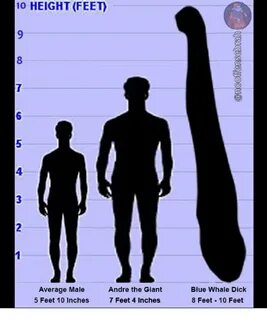 10 HEIGHT FEET 8 7 6 5 4 3 Average Male 5 Feet 10 Inches And
