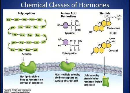 Chemical Classes of Hormones - PENzIT - Science