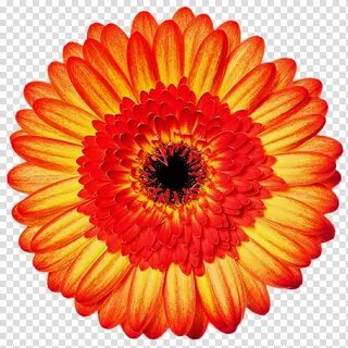 Sunset Gerbera Daisy transparent background PNG clipart HiCl