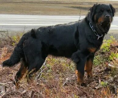 Beautiful Rottweiler And Collie Mix - Pets - Nigeria