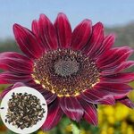 planters sunflower seeds picture,images & photos on Alibaba