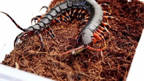 蜈 蚣 捕 食 蝼 蛄 Centipede eat Mole cricket - YouTube