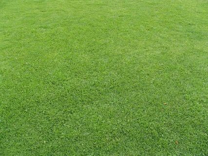 File:Grass in Pantoja Park.jpg - Wikimedia Commons
