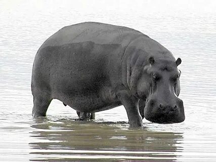 The Fu*king Hippos
