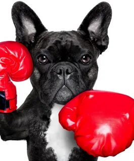 Understand and buy boxing gloves for dogs cheap online