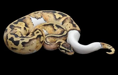 Pastel Pied Ball Python Pet snake, Best small pets, Small pe