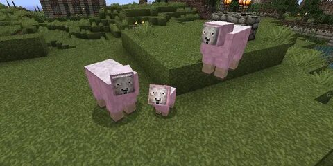 The Baby Pink Sheep! - MassiveCraft