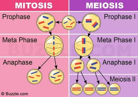 mitosis meiosis highschool worksheet free student teacher re