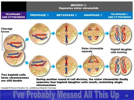 Genetic Variation Meiosis - Фото база