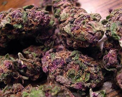 Purple Haze (Hybrid) - Cannabis Dispensaries in California, 