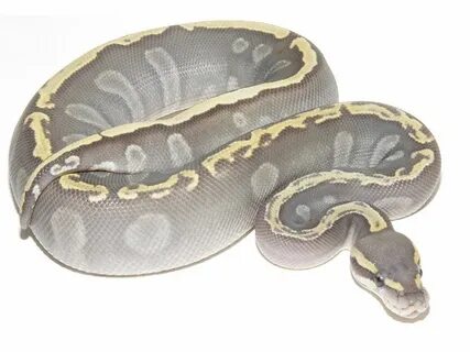 Ghost Mojave Ghi - Morph List - World of Ball Pythons Pretty