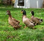 Khaki Campbell Ducks Freedom Ranger’s Family of Hatcheries