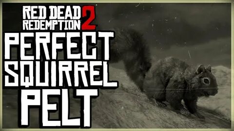 HOW TO GET A PERFECT SQUIRREL PELT - RED DEAD REDEMPTION 2 P