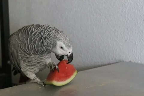 I took a picture of my parrot eating some watermelon. - Imgu