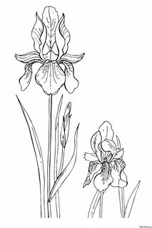 Раскраска Ирисы Flower coloring pages, Flower drawing, Iris 