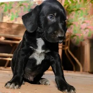 German Shorthaired Pointer Lab Mix Puppies For Sale Mn - Ass