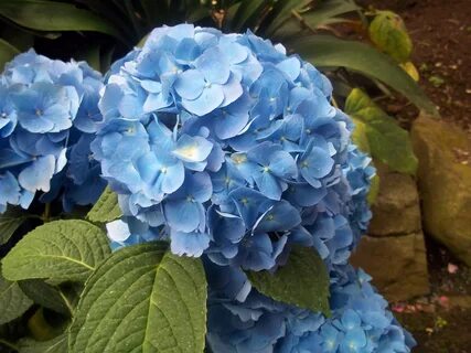 Blue hydrangea with green leaves in the garden free image do