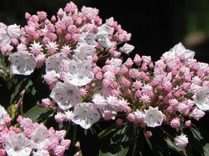 Light Pink Flowers and Buds of Mountain Laurel. Flower photo