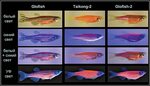 Светящиеся (флуоресцентные) аквариумные рыбки. glofish - Жив