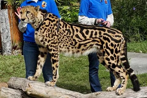 Beautiful King Cheetah Cheetah, Cheetahs, Animals