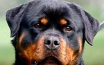 Rottweiler Live Wallpaper for Android - APK Download
