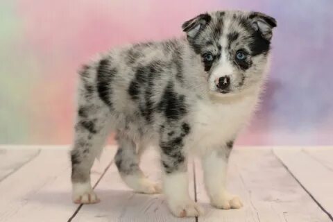 Pomsky for Sale, Could This Cross be Just What Your Family N