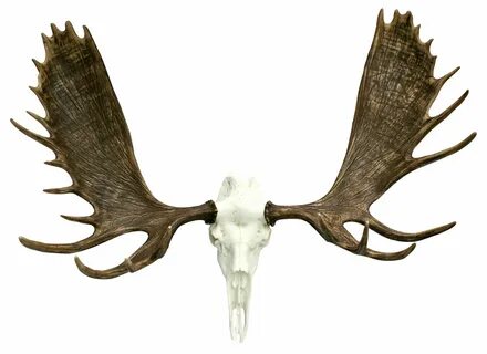 The European Alaskan Moose Mount is 60" wide and has an over