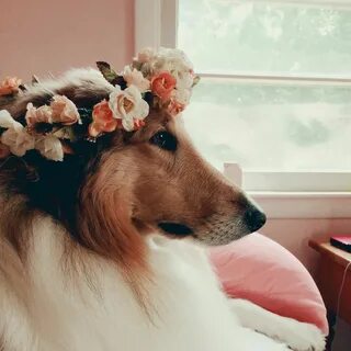 Wolf Princess Dog flower, Beautiful dog breeds, White dog br