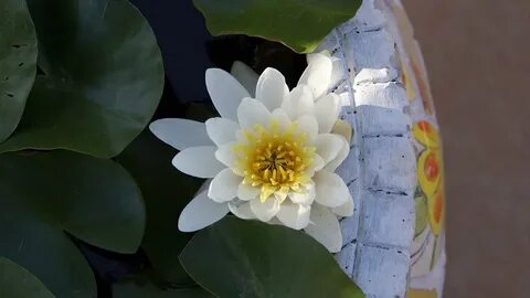 Lotus Bua Ban Water Lotus Basin White- 12 Inch By 18 Inch La