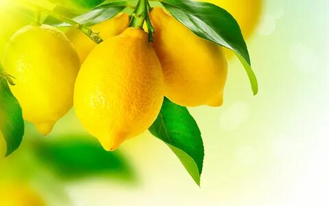 Download wallpaper leaves, macro, yellow, lemon, fruit, sect