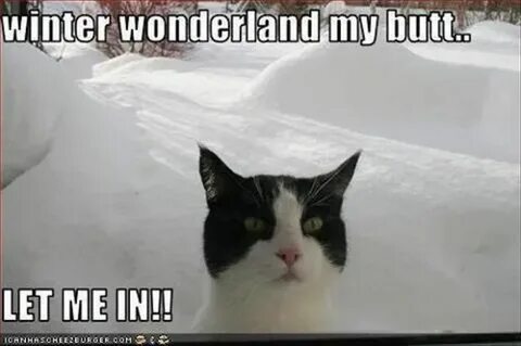Southern snow and mountain memories Funny cat memes, Funny p